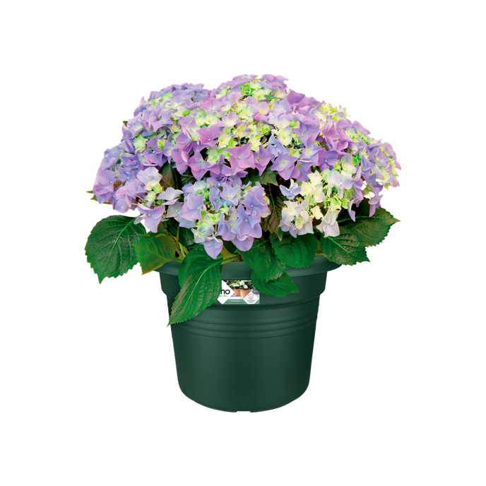 green basics cilinder 55cm leaf green